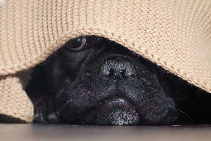 いじけているかのように隠れる犬