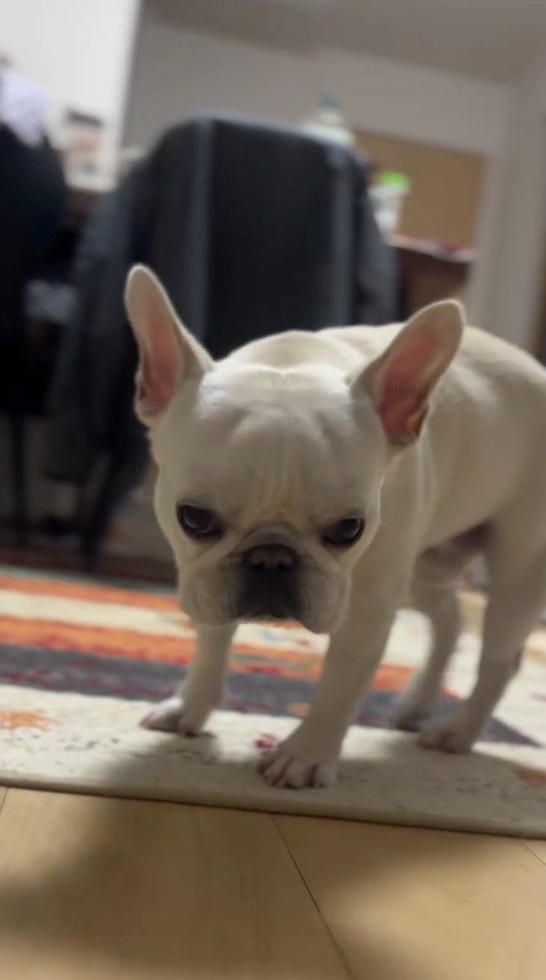 眠たそうにカメラを見つめる犬