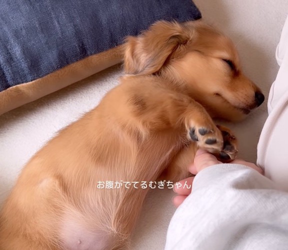 眠ってしまった子犬