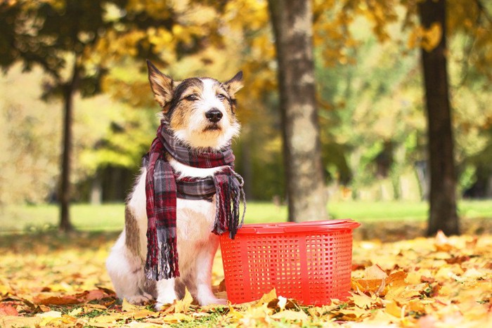 マフラーを巻いた犬とカゴ