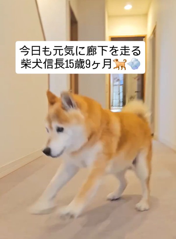 駆け寄ってきた信長くん