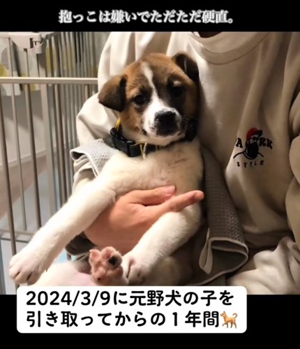 抱っこされて硬直する子犬