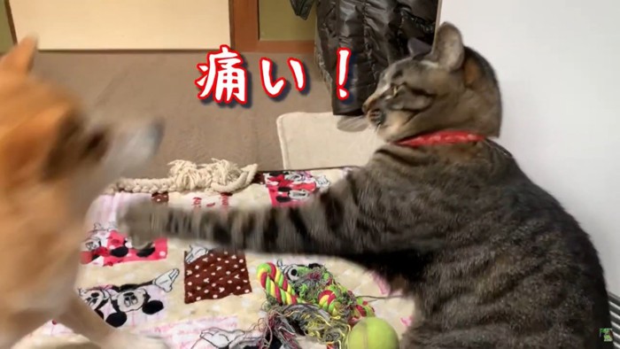 猫パンチから逃げる犬