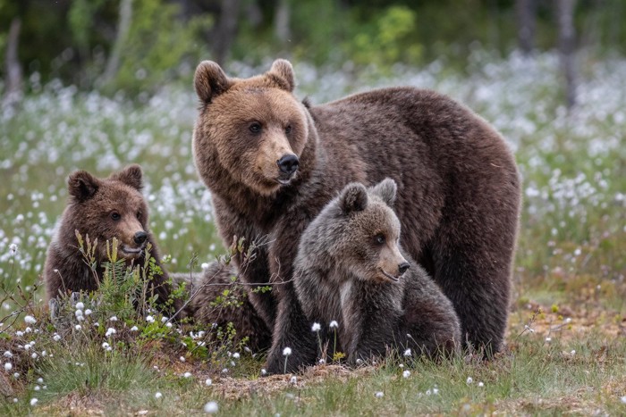 クマの親子3匹