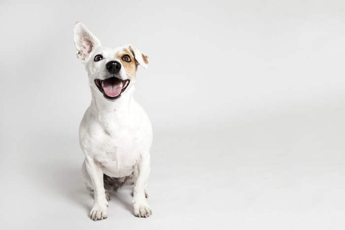 立ち耳と垂れ耳を持つ犬