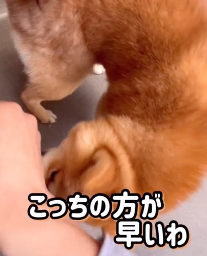 直接抜け毛を取り除かれる柴犬