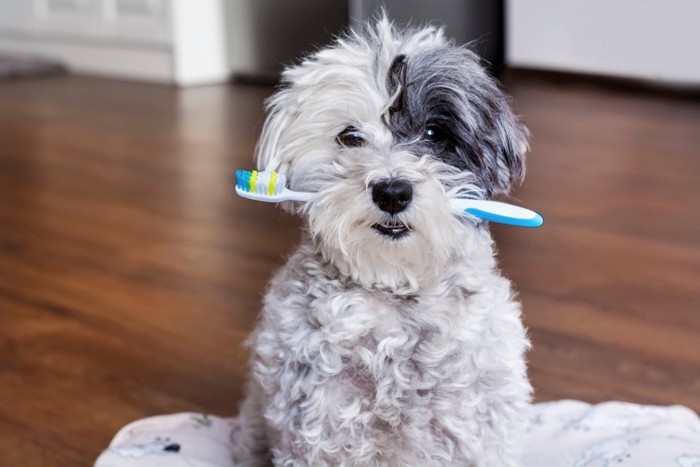 歯ブラシをくわえた犬