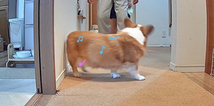おじいちゃんの前を歩く犬