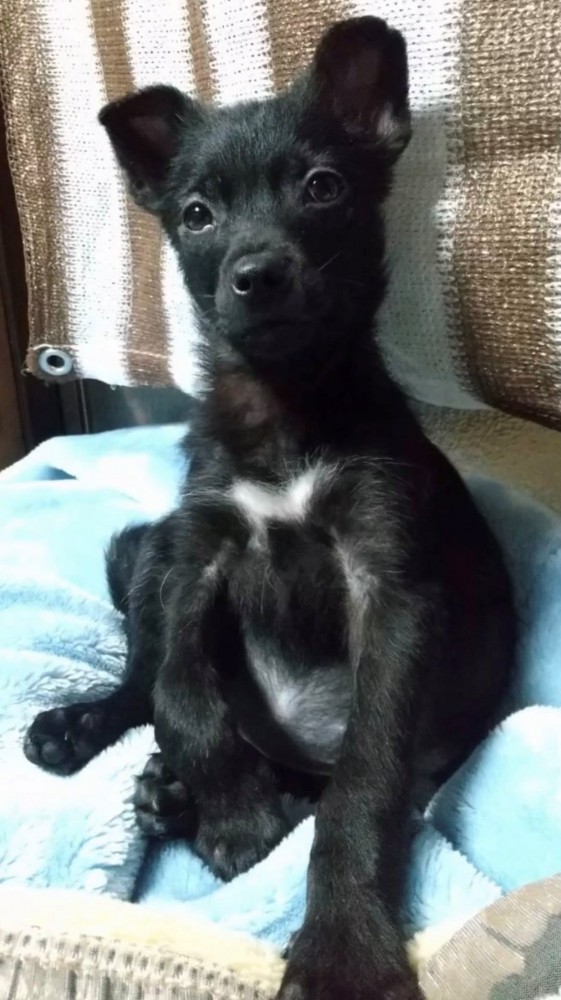 座る犬