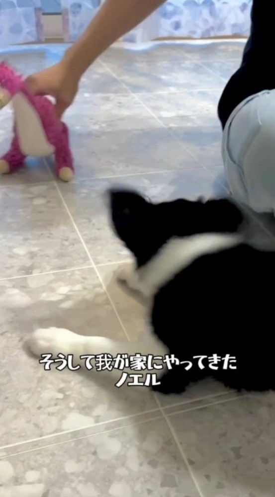 ぬいぐるみで遊んでもらう犬