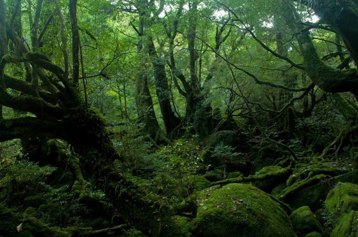 不気味な森