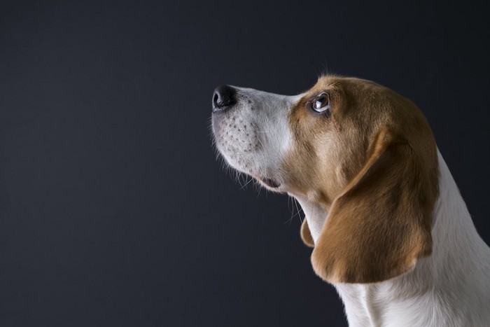 上を見つめるビーグル犬の横顔