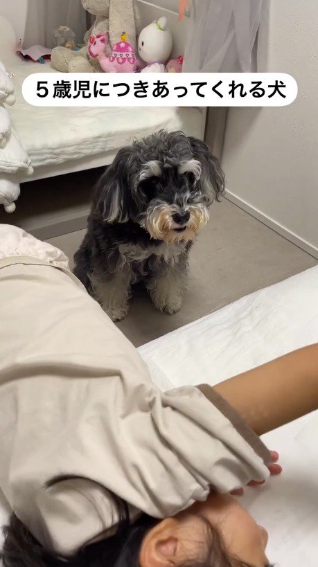 口を閉じて女の子を見つめる犬