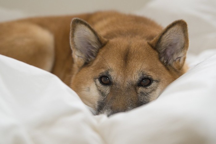 白いお布団の上から見つめる犬