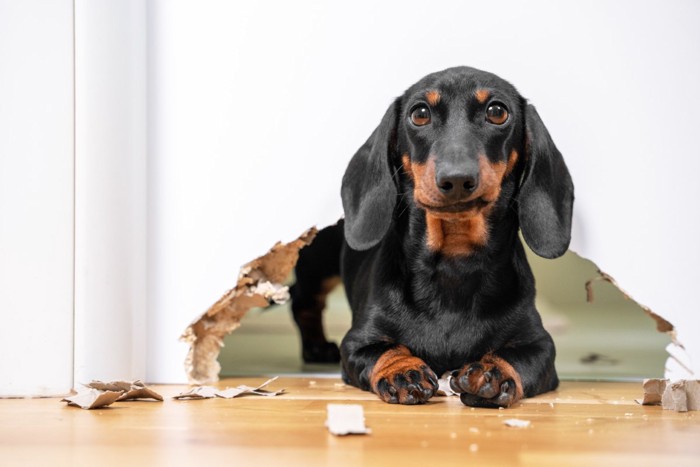 ドアを破壊する犬