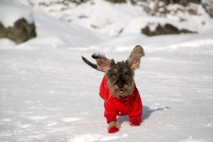 雪の上を走る犬