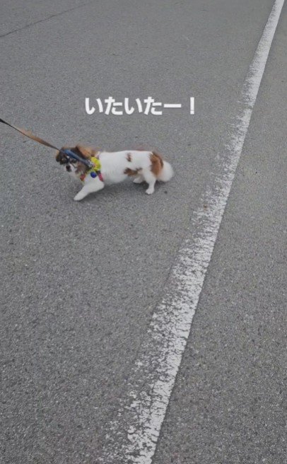 いたいたー！！