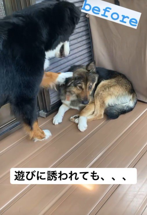 わらびちゃんはスルー!