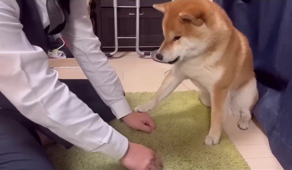 やっぱり「わらび」！！