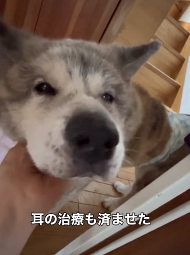 人の手に顔を預ける犬