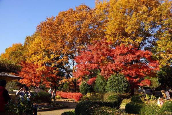 紅葉の木々