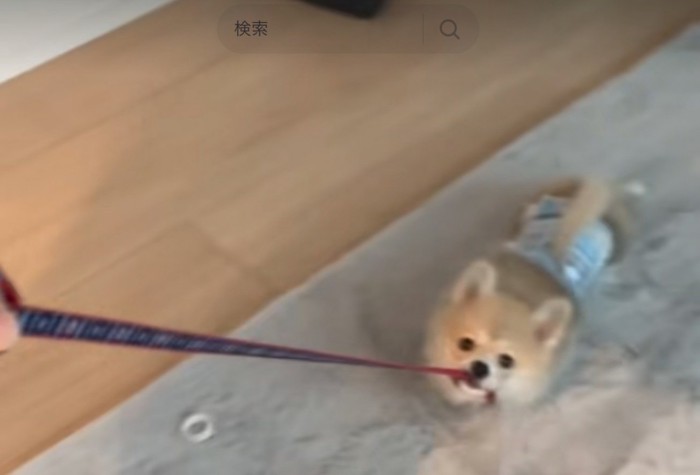 リードを咥える犬2