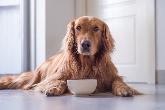 犬の小さな食器