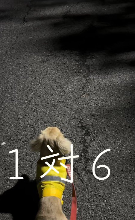 お散歩中に立ち止まったムッチョリーニくん