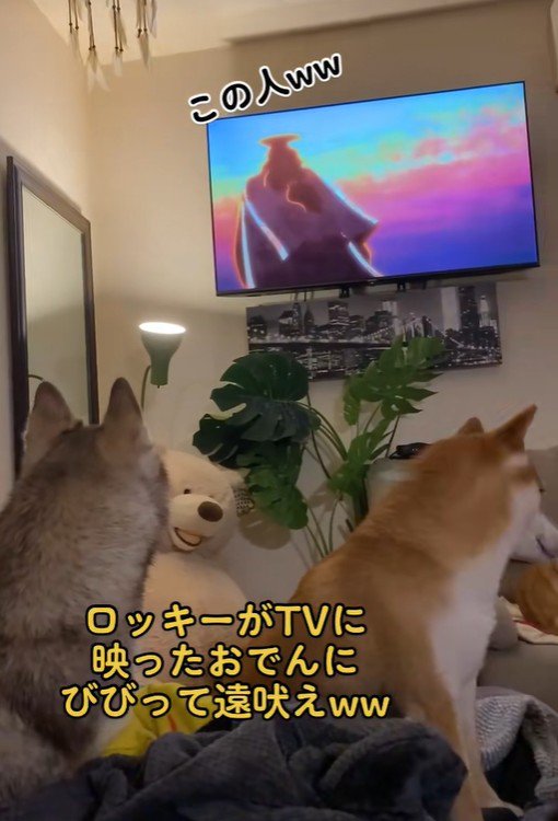 ロッキーくんが吠えています！