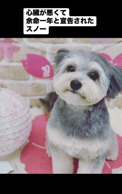 捨てられた犬をお迎え