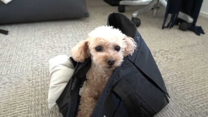 トートバッグに入るモコちゃん