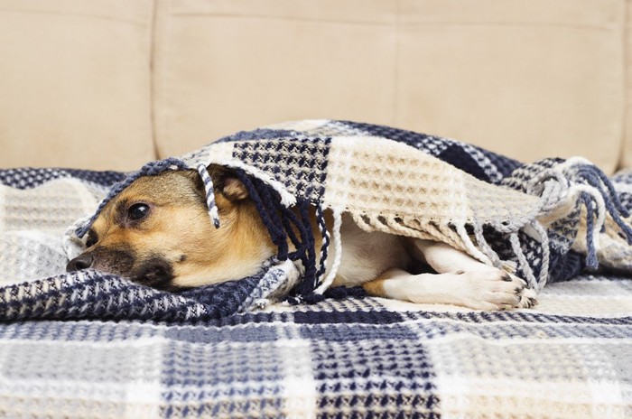 毛布にくるまっている犬