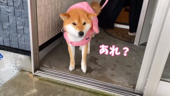 雨に驚くゆきちゃん