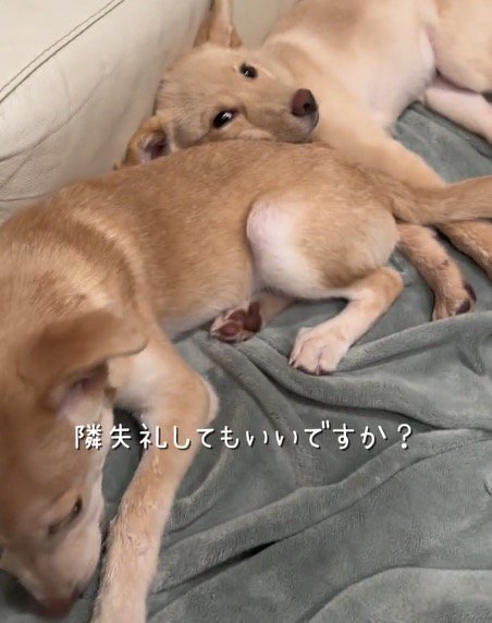 近くに来た女性を見つめる犬