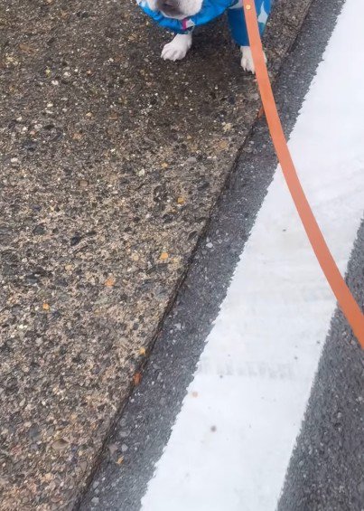 カッパを着てお散歩へ
