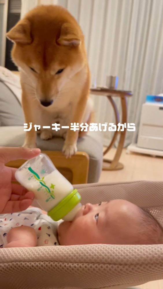 うつむく犬