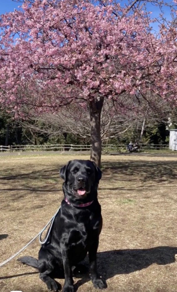 桜の前でパシャリ