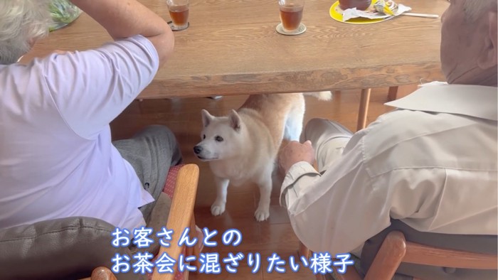 テーブルの下でくつろぐ犬