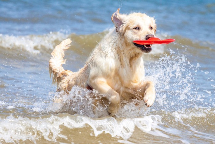 おもちゃをくわえて走る二頭の犬