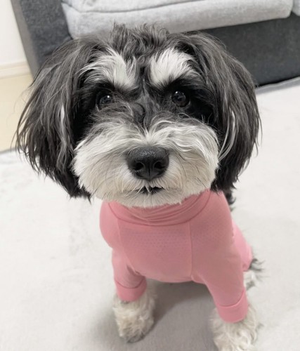 スーツ姿の犬