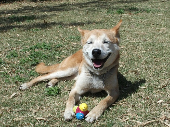 笑顔のミックス犬