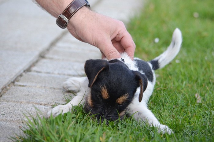 子犬をなでる人