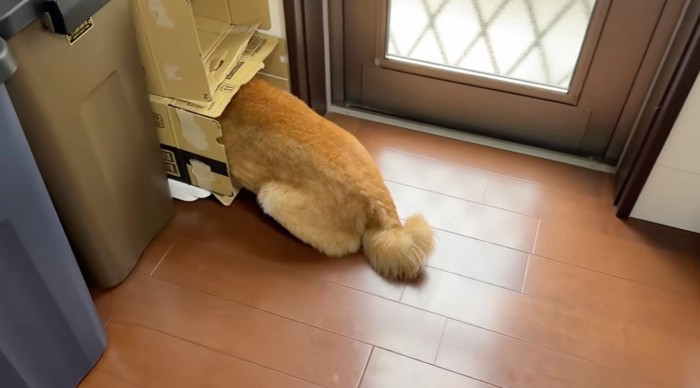 ダンボールからお尻が出ている犬