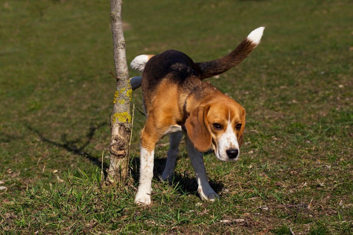 木にマーキングする犬