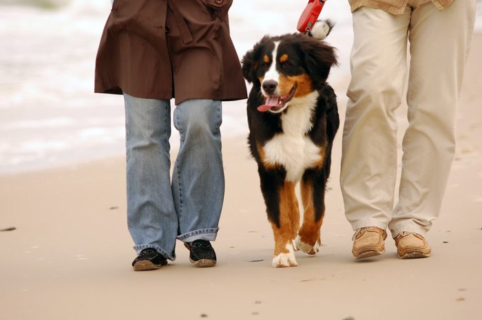 海辺を散歩中の犬