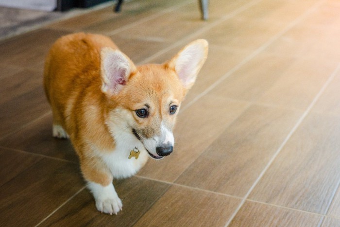 室内を歩く犬