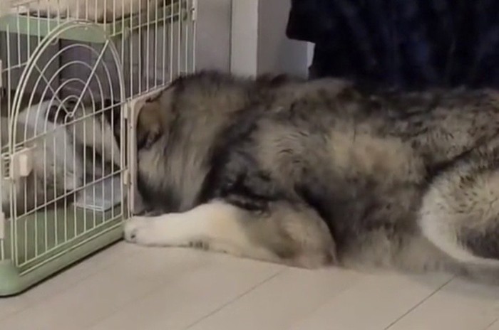 顔を突っ込んだ犬