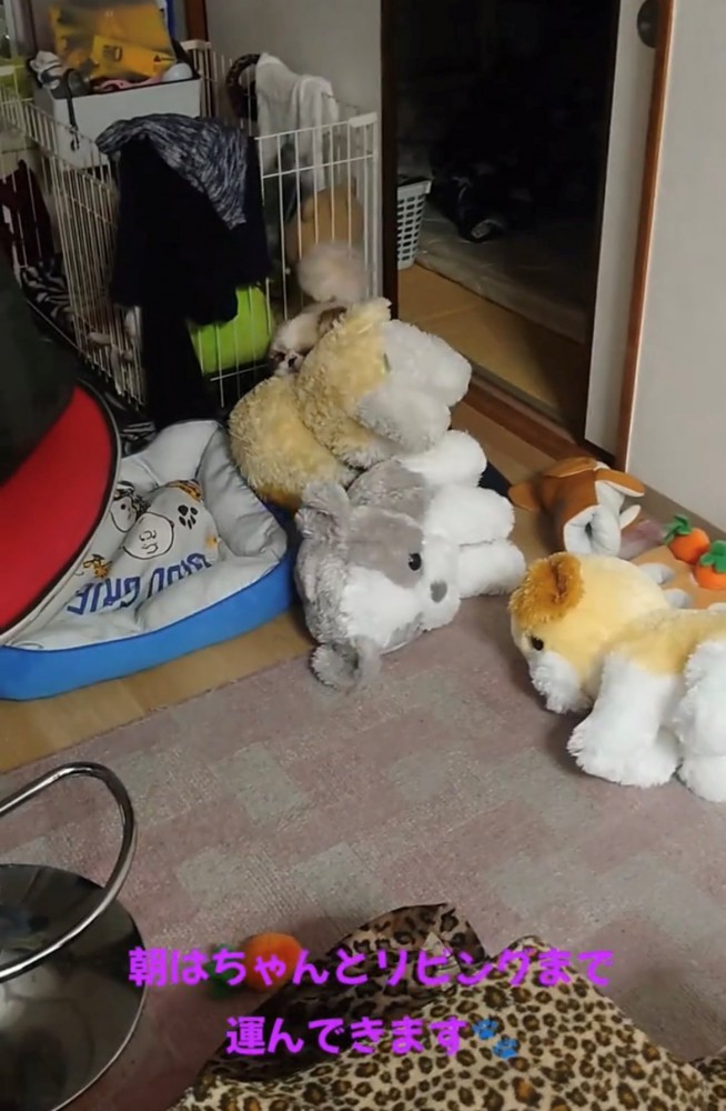 ぬいぐるみをくわえて複数のぬいぐるみに囲まれる犬