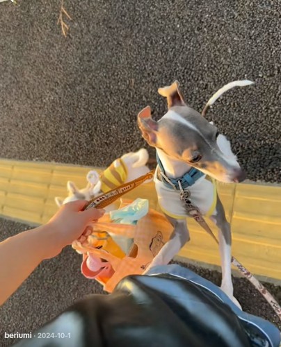 遠くを見るうみちゃん