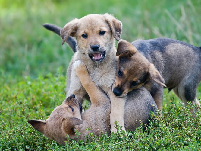 絡み合って遊んでいる3頭の子犬